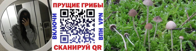 где купить наркоту  гидра маркетплейс  Галлюциногенные грибы GOLDEN TEACHER  Грязи 